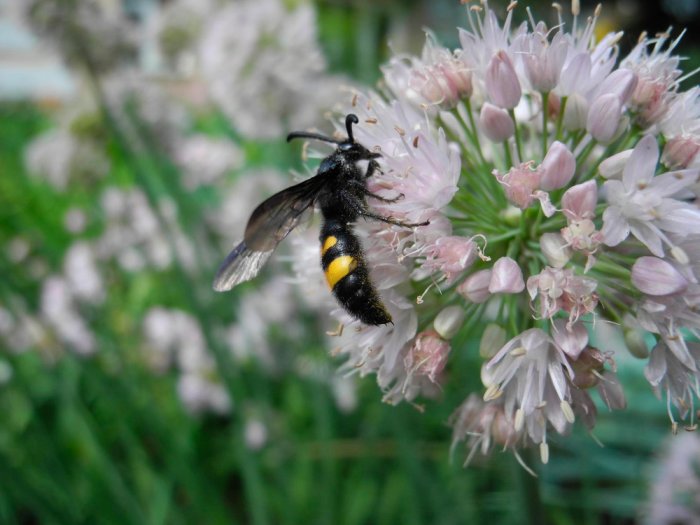 Jak zapewnić owadom odpowiednie warunki od wiosny do jesieni?