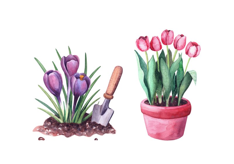 Jak właściwie sadzić tulipany w pojemniku i dbać o nie zimą?