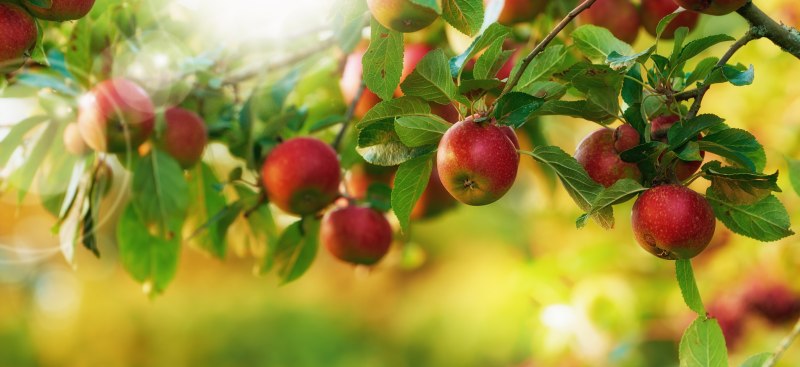 Nowoczesne odmiany jabłoni – uprawa w przydomowym sadzie, pielęgnacja, odmiany